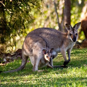 Two kangaroos on a beach at sunset